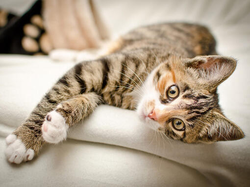 Die Katze liegt auf dem Sofa