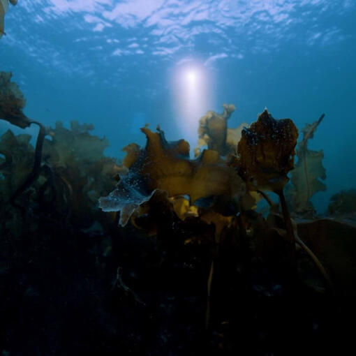 Regeneration von Meereslebensräumen