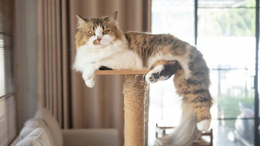 Katze sitzt im Zimmer