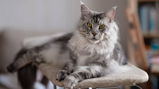 Maine Coon-Katze