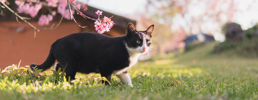 Katze und Blütenbaum