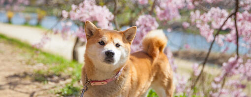 Hunde- und Kirschblüten