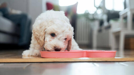 Weißer Hund frisst