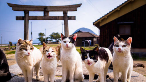 Katzen in Japan