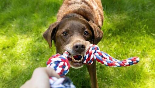 Anregendes Spielzeug für ältere Hunde