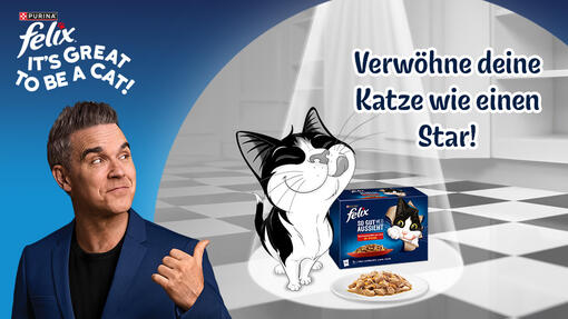 Verwöhne deine Katze wie einen Star