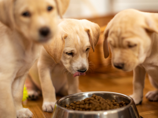 Willkommen im Purina Pro Plan Züchterprogramm!